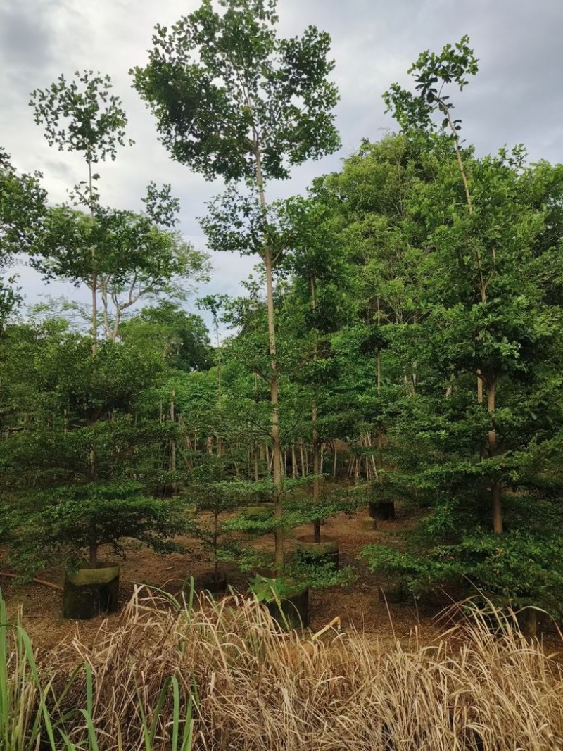 小叶榄仁树5～18公分基地直销规格齐全欢迎老板来电