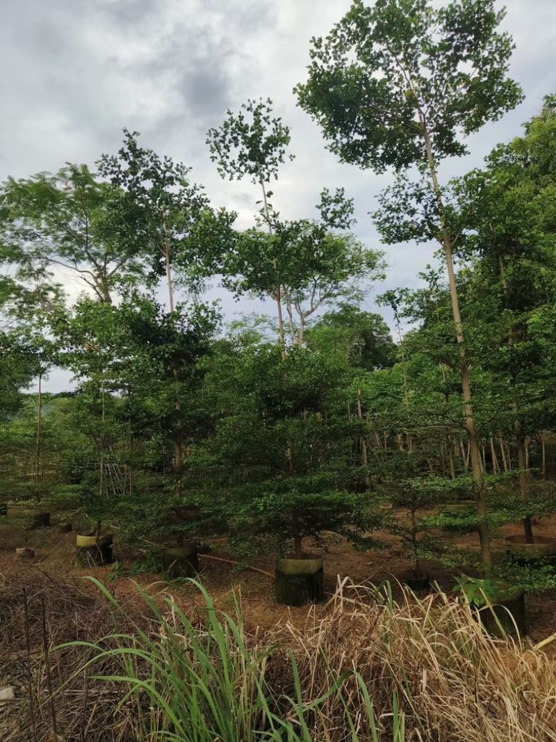 小叶榄仁树5～18公分基地直销规格齐全欢迎老板来电