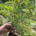 余甘子苗甜橄榄苗袋装嫁接苗地径0.8以上甜橄榄柿饼甜橄榄