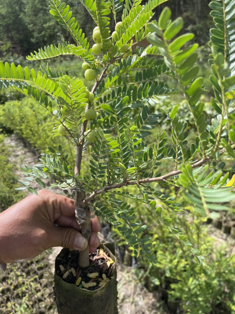 余甘子苗甜橄榄苗袋装嫁接苗地径0.8以上甜橄榄柿饼甜橄榄