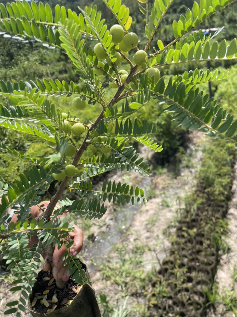 余甘子苗甜橄榄苗袋装嫁接苗地径0.8以上甜橄榄柿饼甜橄榄