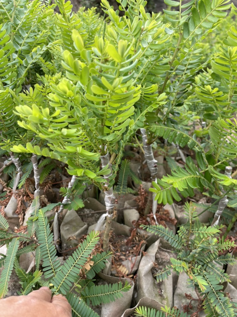 余甘子苗甜橄榄苗袋装嫁接苗地径0.8以上甜橄榄柿饼甜橄榄