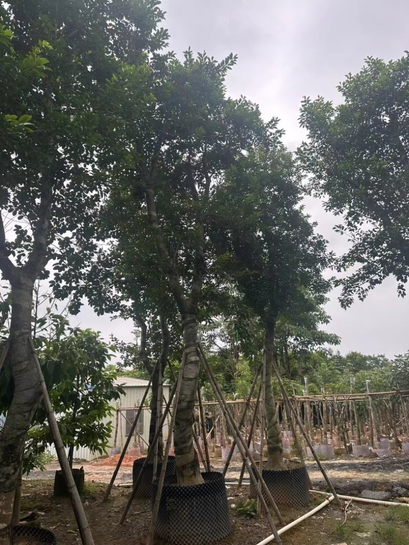 铁冬青（万紫千红）18～25公分基地直销规格齐全