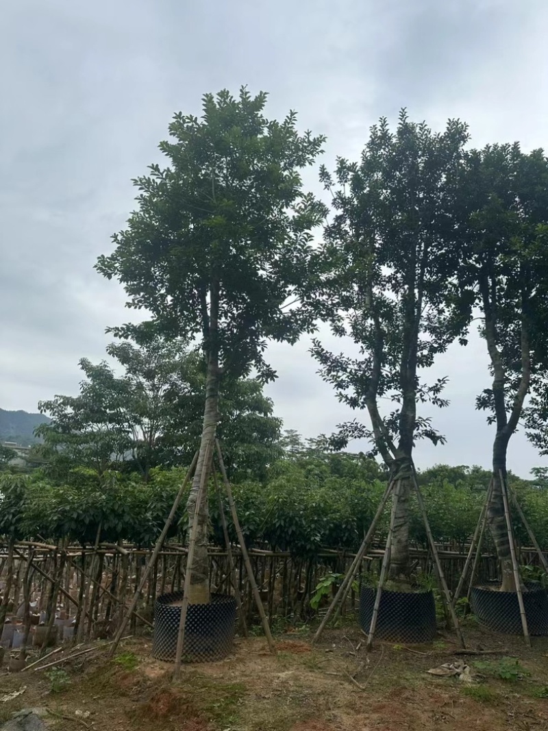 铁冬青（万紫千红）18～25公分基地直销规格齐全