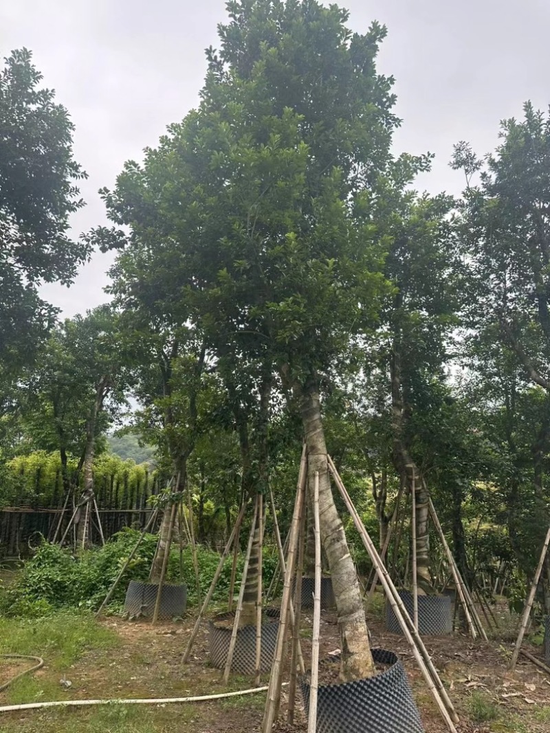 铁冬青（万紫千红）18～25公分基地直销规格齐全