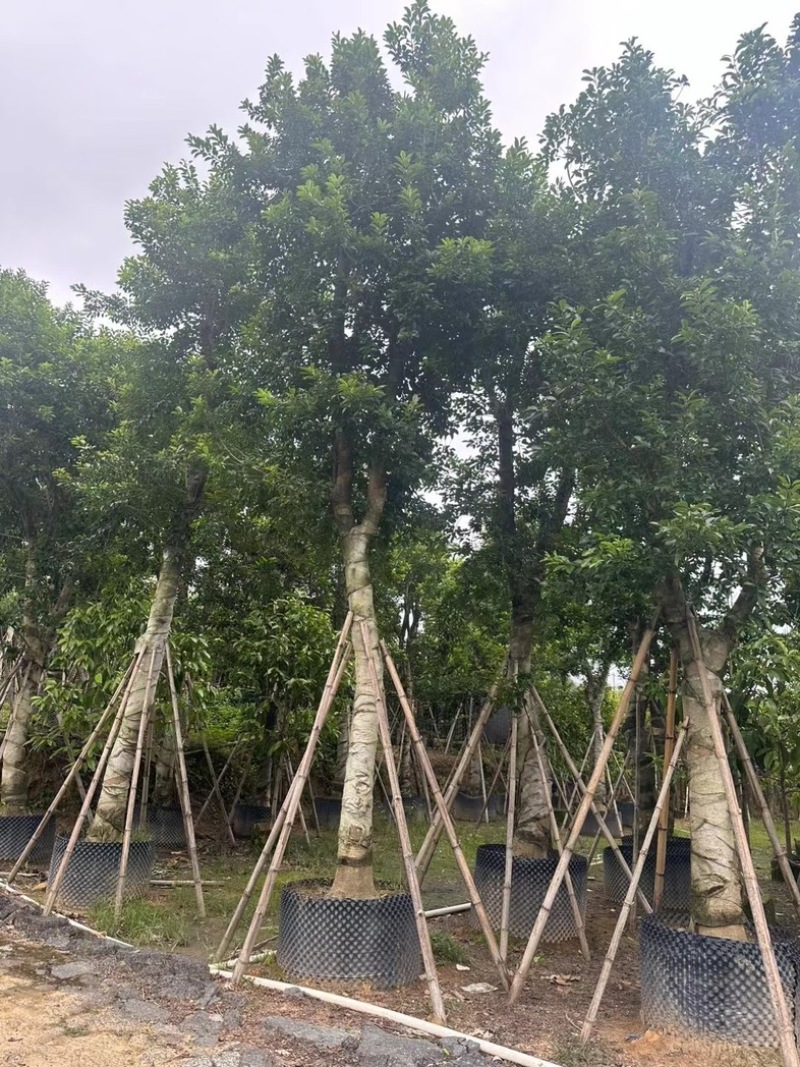 铁冬青（万紫千红）18～25公分基地直销规格齐全
