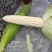 粘玉米，甜玉米穗大粒饱，无虫无眼，产地直供，