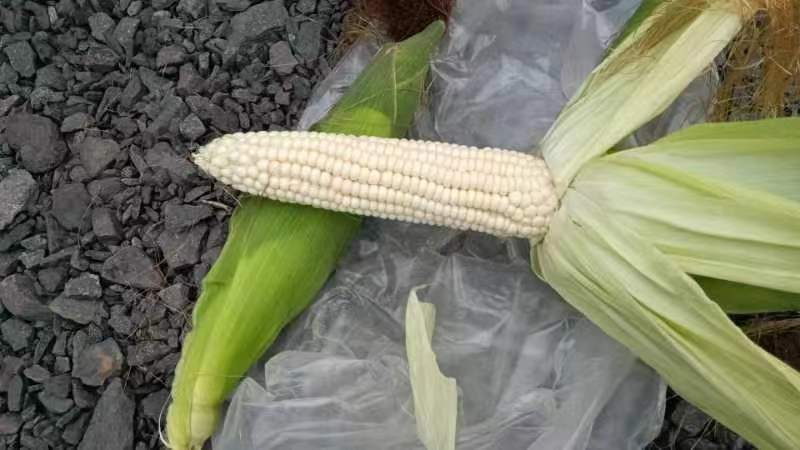 粘玉米，甜玉米穗大粒饱，无虫无眼，产地直供，