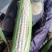 粘玉米，甜玉米穗大粒饱，无虫无眼，产地直供，