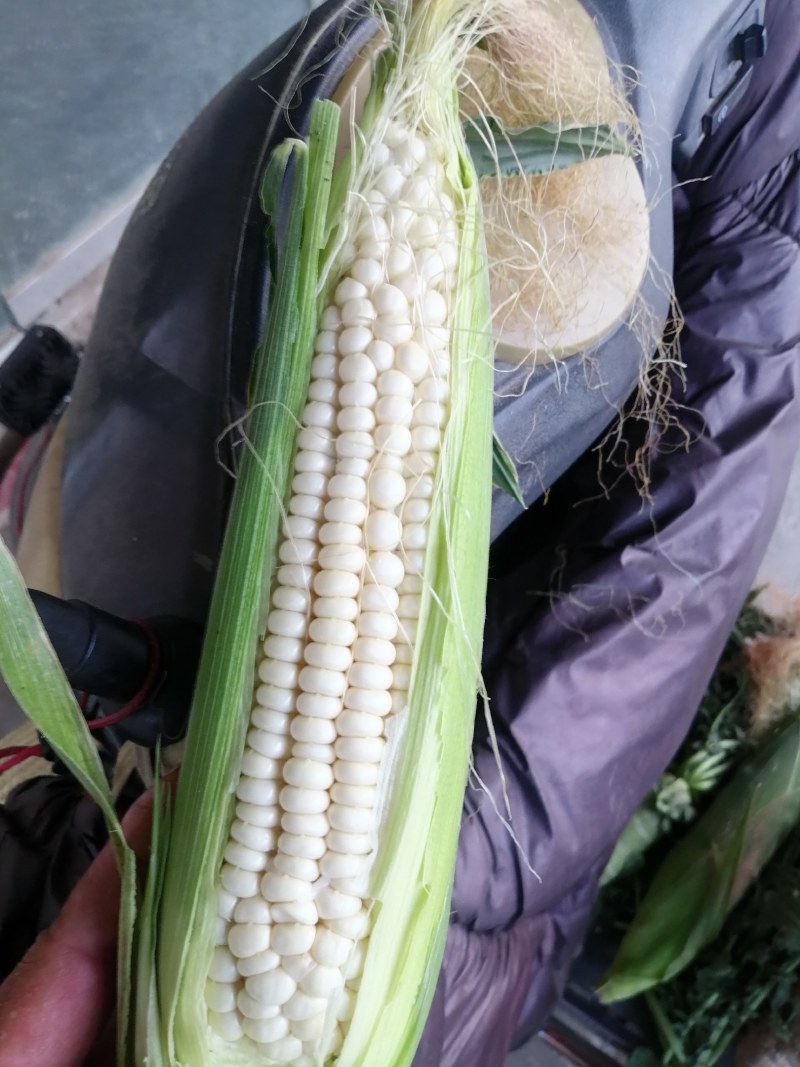 粘玉米，甜玉米穗大粒饱，无虫无眼，产地直供，