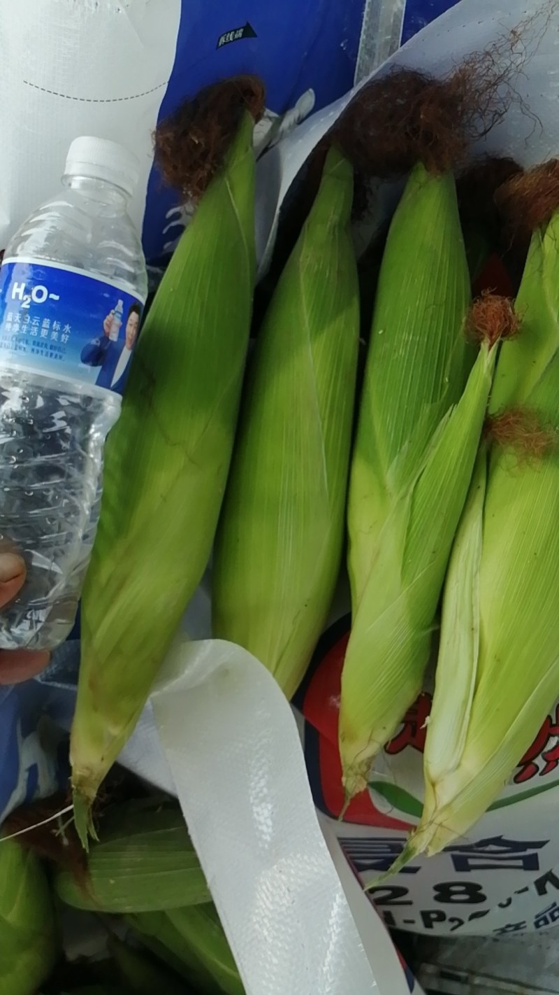 粘玉米，甜玉米穗大粒饱，无虫无眼，产地直供，