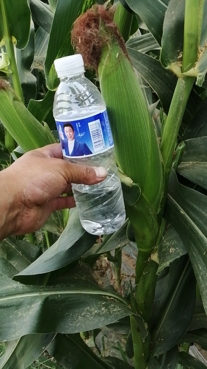 粘玉米，甜玉米穗大粒饱，无虫无眼，产地直供，