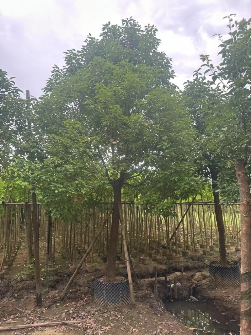 香樟12～15公分基地直销规格齐全欢迎老板来电咨询