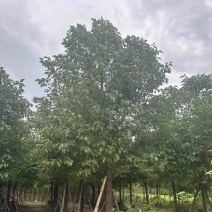 香樟12～15公分基地直销规格齐全欢迎老板来电咨询