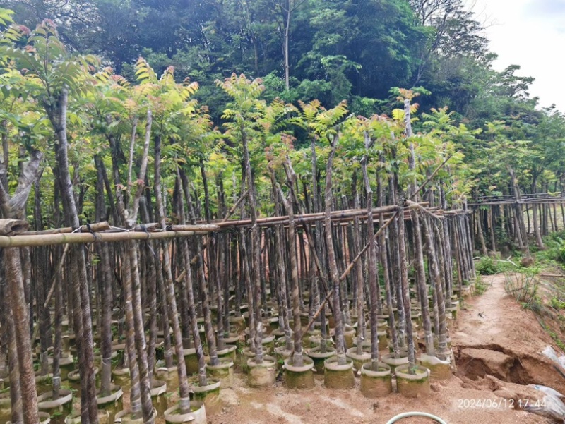 麻楝3～15公分基地直销规格齐全欢迎老板来电咨询