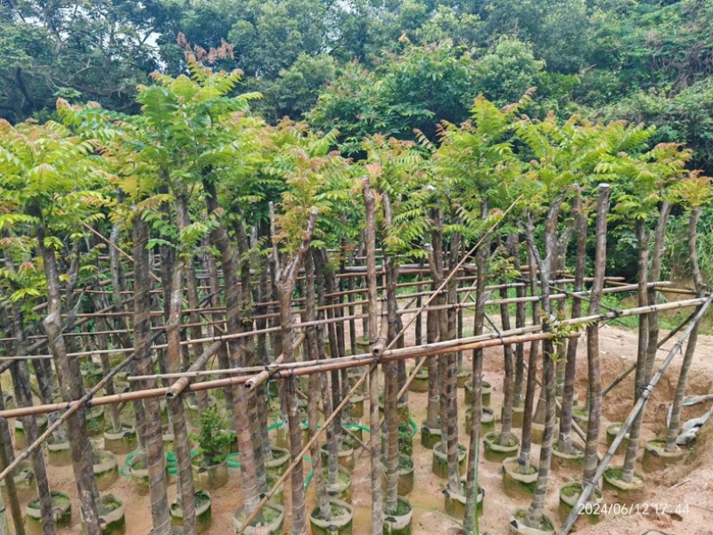 麻楝3～15公分基地直销规格齐全欢迎老板来电咨询