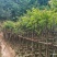麻楝3～15公分基地直销规格齐全欢迎老板来电咨询