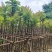麻楝3～15公分基地直销规格齐全欢迎老板来电咨询