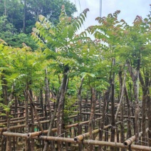 麻楝3～15公分基地直销规格齐全欢迎老板来电咨询