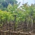 麻楝3～15公分基地直销规格齐全欢迎老板来电咨询