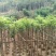 火焰木3～15公分基地直销规格齐全欢迎老板来电咨询