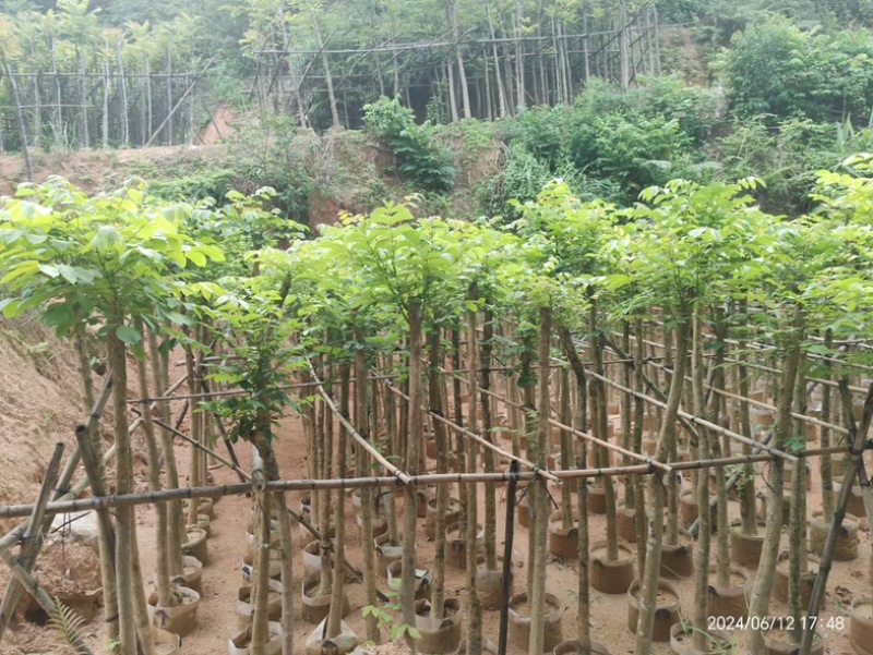 火焰木3～15公分基地直销规格齐全欢迎老板来电咨询