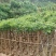 火焰木3～15公分基地直销规格齐全欢迎老板来电咨询