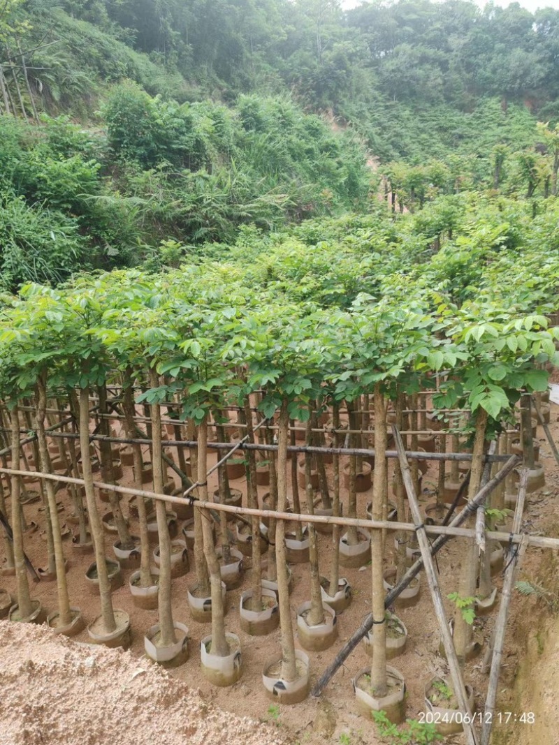 火焰木3～15公分基地直销规格齐全欢迎老板来电咨询