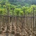 火焰木3～15公分基地直销规格齐全欢迎老板来电咨询