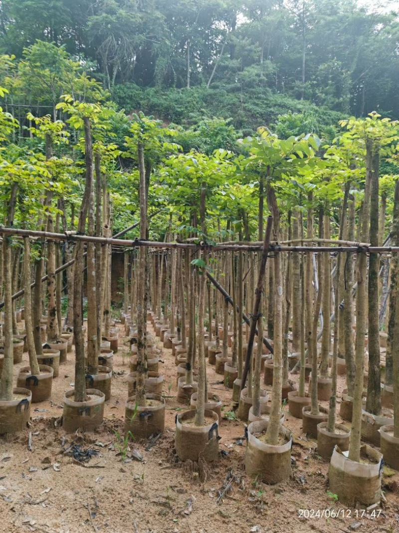 火焰木3～15公分基地直销规格齐全欢迎老板来电咨询