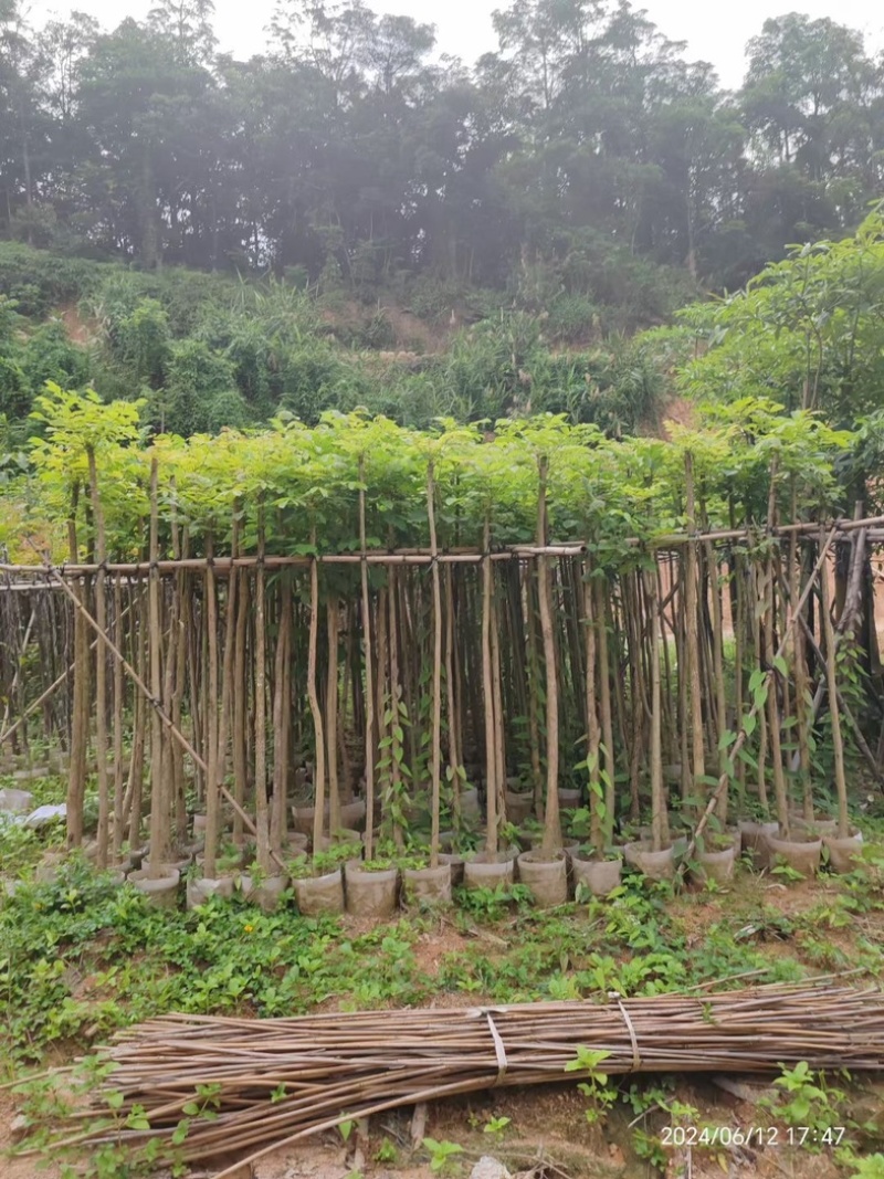 火焰木3～15公分基地直销规格齐全欢迎老板来电咨询