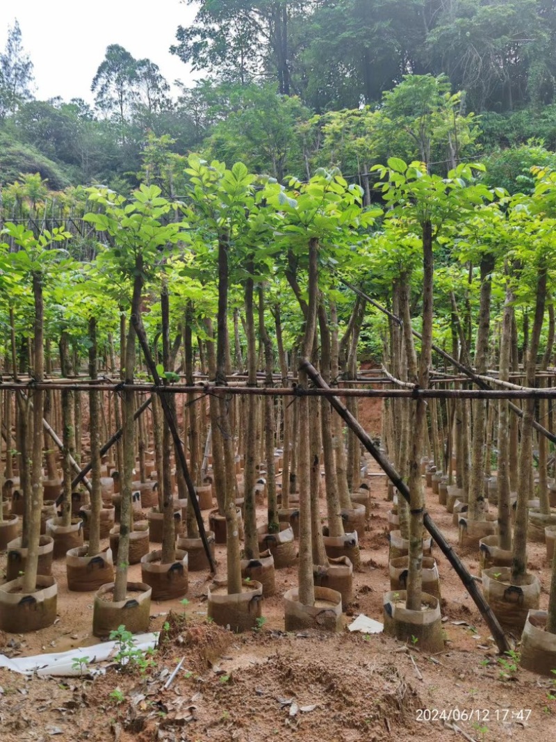 火焰木3～15公分基地直销规格齐全欢迎老板来电咨询