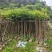 火焰木3～15公分基地直销规格齐全欢迎老板来电咨询