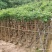 火焰木3～15公分基地直销规格齐全欢迎老板来电咨询