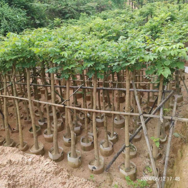 火焰木3～15公分基地直销规格齐全欢迎老板来电咨询