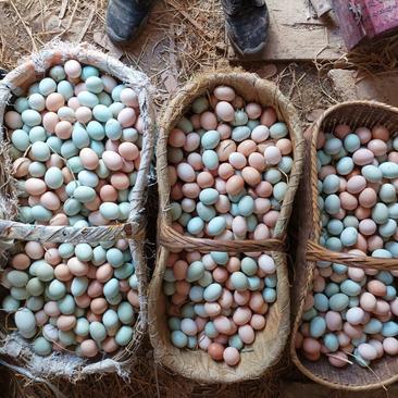 散养土鸡蛋开窝蛋11-15个粉绿混鸡场直供新鲜保障