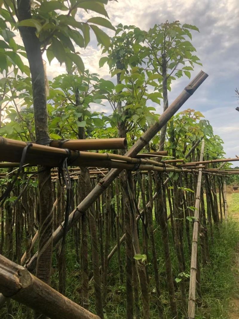秋枫3～15公分基地直销规格齐全欢迎老板来电咨询合作