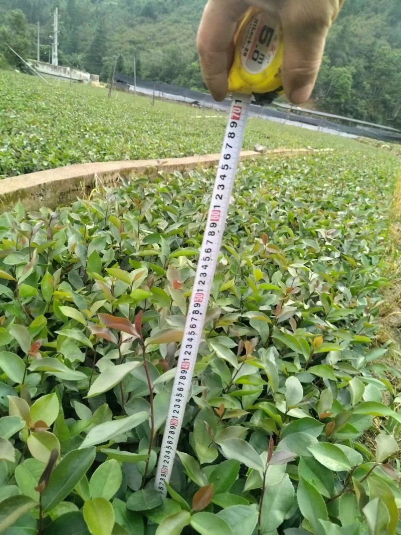 【精选】广西油茶苗，优质种苗，品质保证，基地直发。