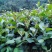 【精选】广西油茶苗，优质种苗，品质保证，基地直发。