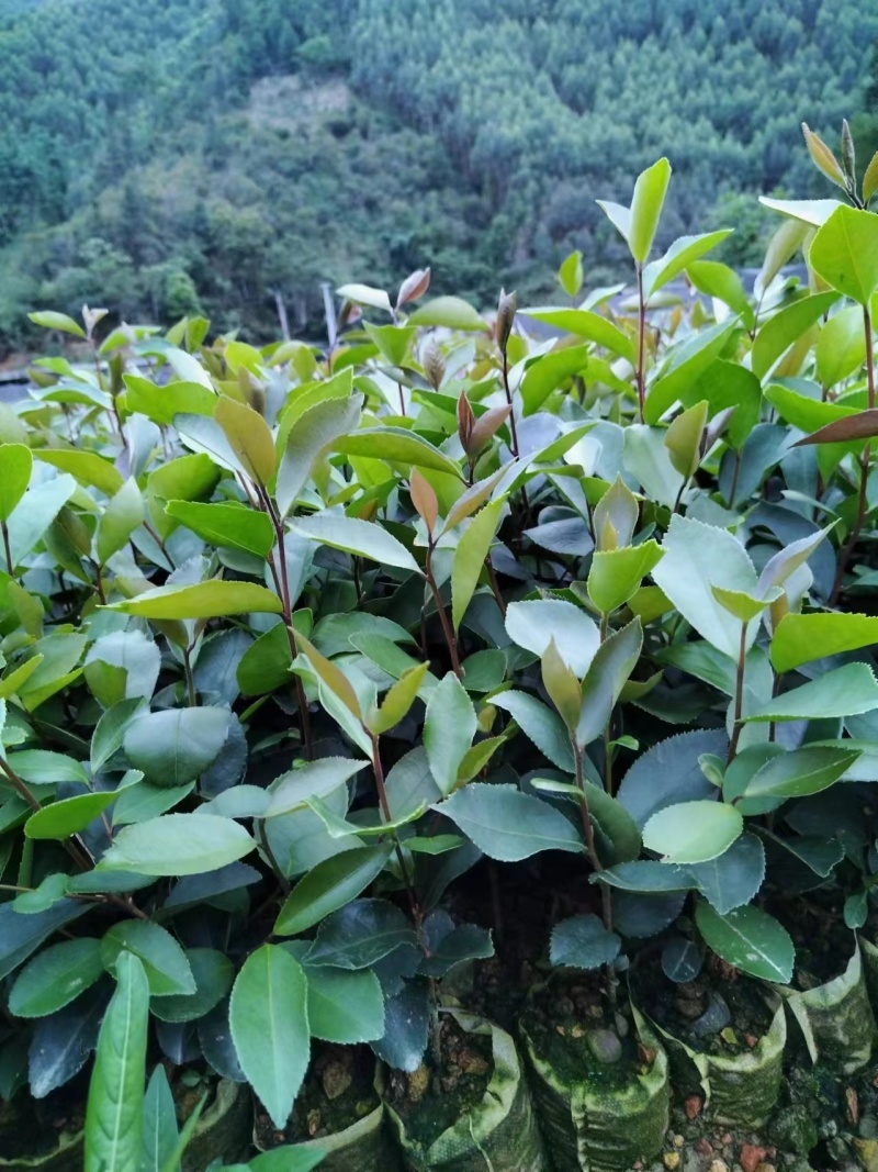 【精选】广西油茶苗，优质种苗，品质保证，基地直发。