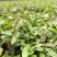 【精选】广西油茶苗，优质种苗，品质保证，基地直发。
