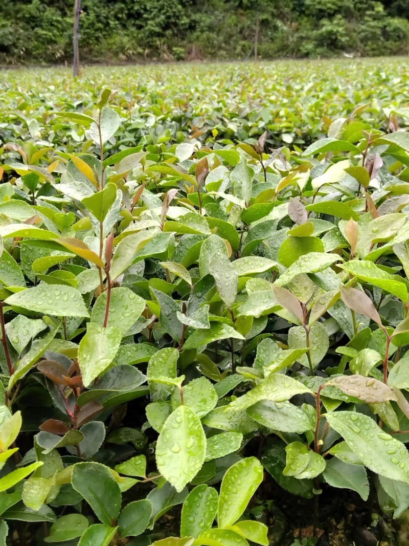 【精选】广西油茶苗，优质种苗，品质保证，基地直发。