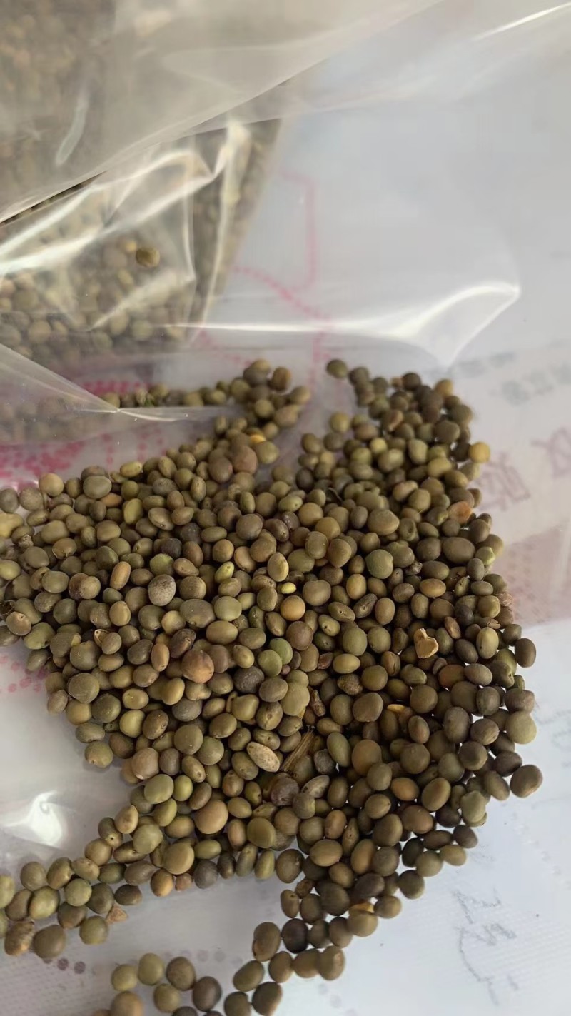 甘草种子