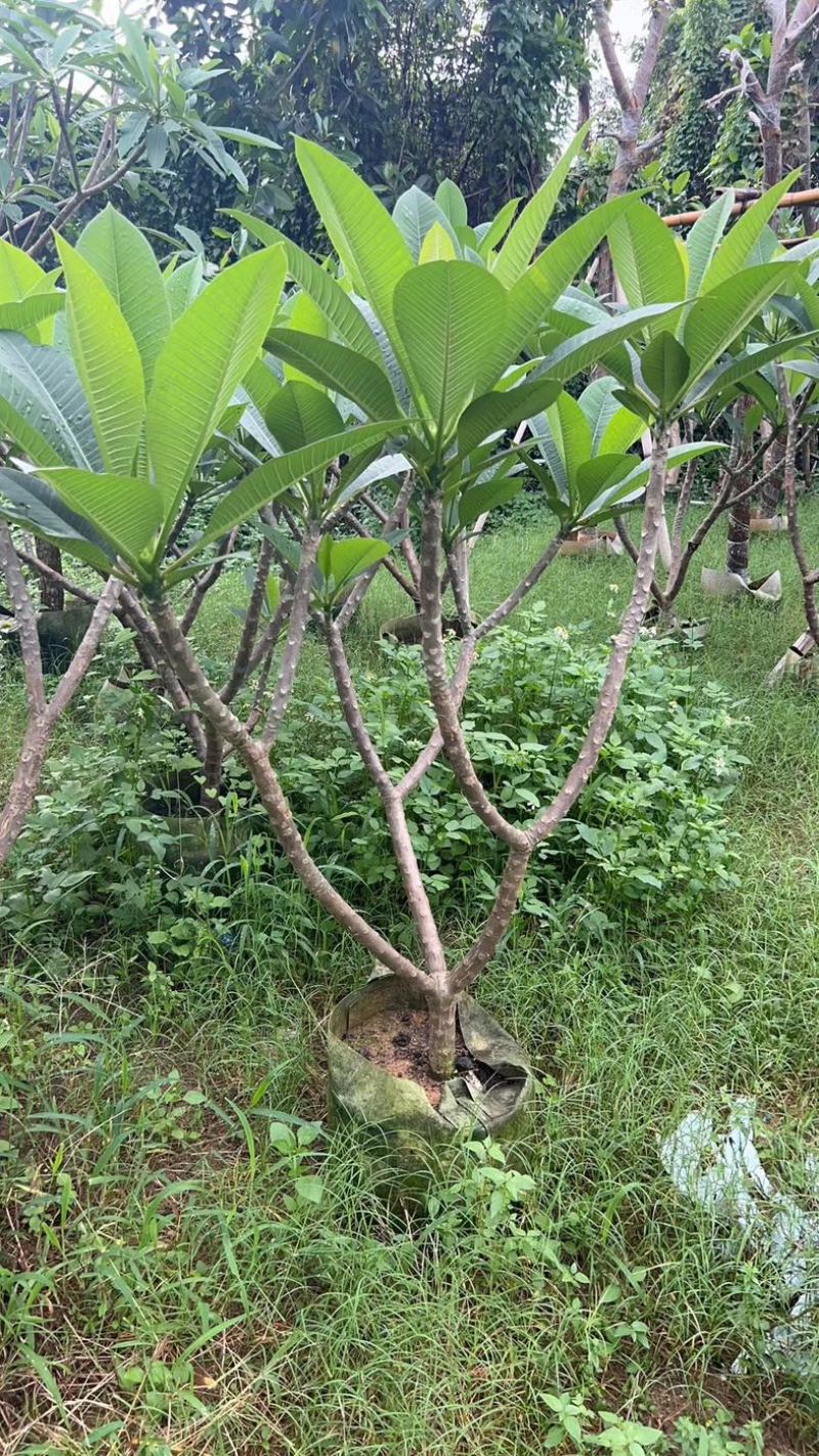 红花鸡蛋花5～10公分基地直销规格齐全欢迎老板来电