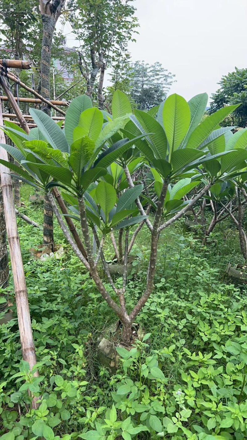 红花鸡蛋花5～10公分基地直销规格齐全欢迎老板来电