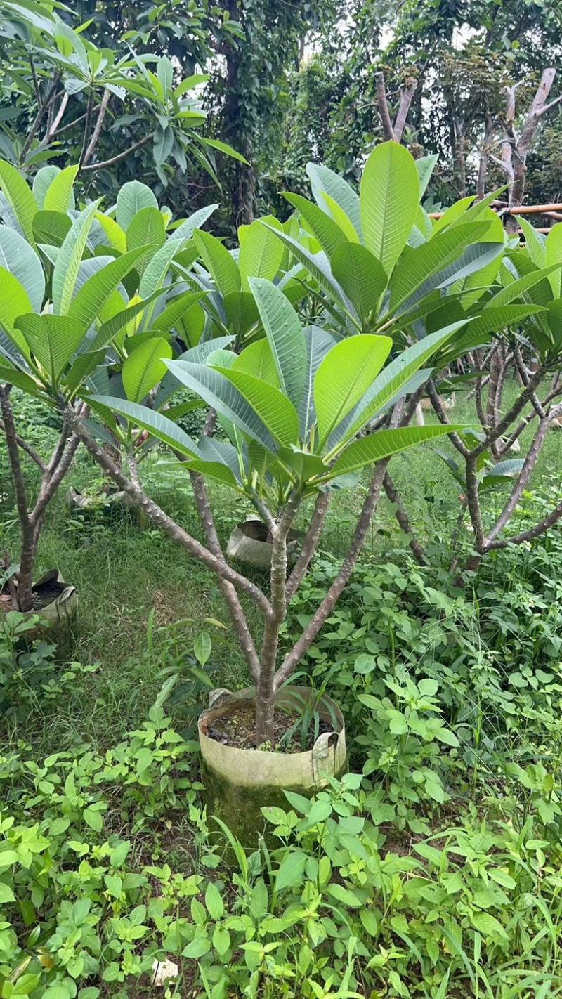 红花鸡蛋花5～10公分基地直销规格齐全欢迎老板来电
