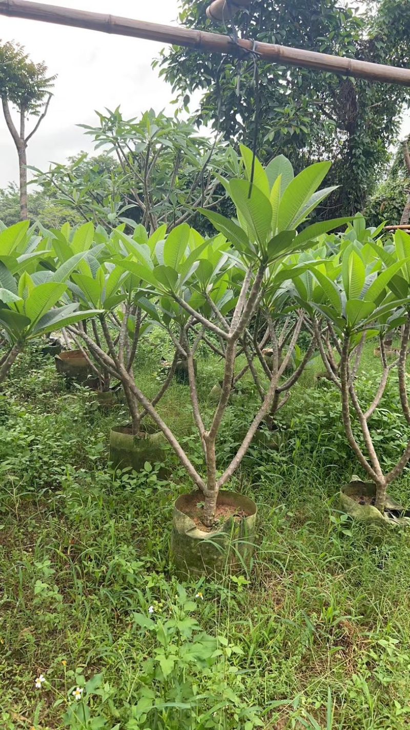 红花鸡蛋花5～10公分基地直销规格齐全欢迎老板来电