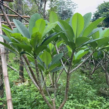 红花鸡蛋花5～10公分基地直销规格齐全欢迎老板来电