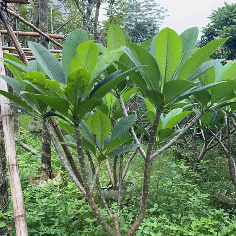 红花鸡蛋花5～10公分基地直销规格齐全欢迎老板来电