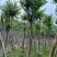 宫粉紫荆5～15公分基地直销规格齐全欢迎老板来电咨询